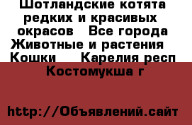 Шотландские котята редких и красивых  окрасов - Все города Животные и растения » Кошки   . Карелия респ.,Костомукша г.